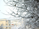 -iarna si pitigoii 2012 004