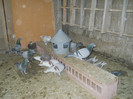 Picture 2977