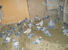 Picture 2982