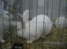 Picture 031