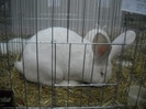 Picture 032