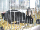 Picture 036