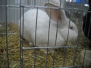 Picture 038