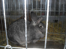 Picture 061