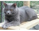 pisica Chartreux