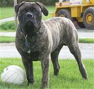 bullmastiff