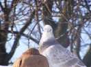 DSCF1594