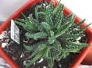 aloe