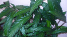 P1020828