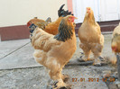 brahma 102