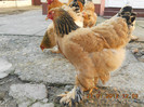brahma 103