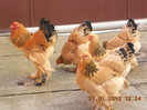 brahma 128