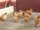 brahma 129