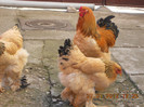 brahma 143