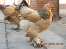 brahma 156