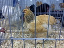 DSC00156