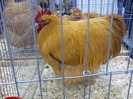DSC00171