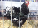 DSC00307