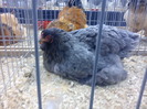 DSC00308