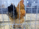 DSC00330