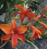 Crocosmia Babylon