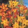 Mix varietate pitica Crocosmia