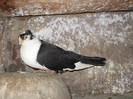 Picture 322