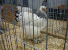 DSC08456