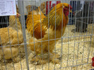 DSC08459