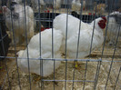 DSC08480