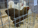 DSC08530