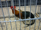 DSC08537