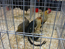 DSC08538