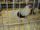 DSC08545