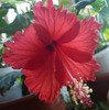 Surinam