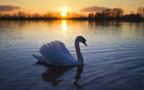 Animal Planet 1 (54)