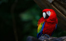 Animal Planet 1 (59)