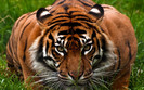 Animal Planet 1 (62)