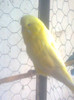F 2010