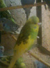 pui 2012