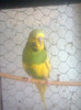 fotografie0305_001[1]
