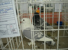 brasov 2012 046