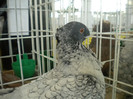 brasov 2012 050