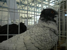 brasov 2012 054