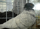 brasov 2012 055