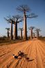 Adansonia madagascarensis