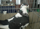 brasov 2012 147