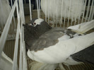 brasov 2012 182