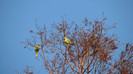 IMG_6640 - copac cu papagali - 4 marele Alexander - parcul Carol