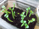 adenium arabicum